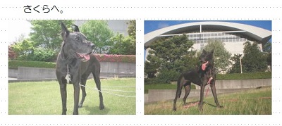 小浜市の愛犬　グレートデン