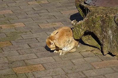 2019.3 月うさぎの里8