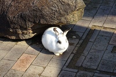 2019.3 月うさぎの里6