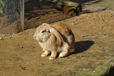 2019.3 月うさぎの里9