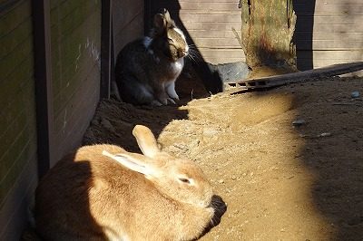 2019.3 月うさぎの里12