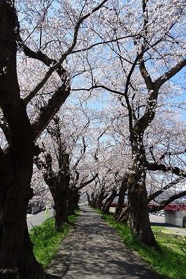 2019.4 足羽川桜並木5