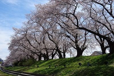 2019.4 足羽川桜並木