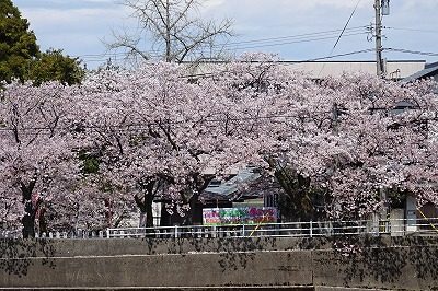 2019.4 足羽川桜並木9