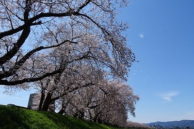 2019.4 足羽川桜並木10