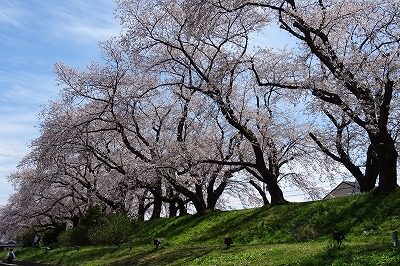 2019.4 足羽川桜並木2