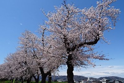 2019.4 足羽川桜並木7