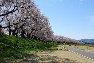 2019.4 足羽川桜並木11