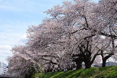 2019.4 足羽川桜並木3