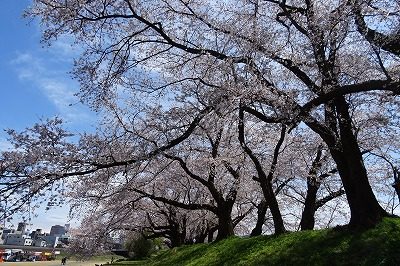 2019.4 足羽川桜並木4