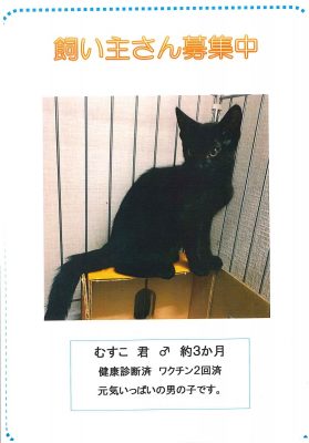 2019.6 ねこさま王国さん里親募集３