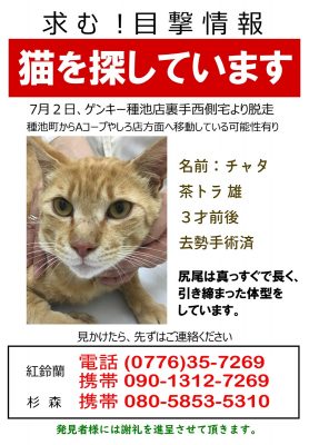 2019.7 杉森さん猫ちゃんチラシ