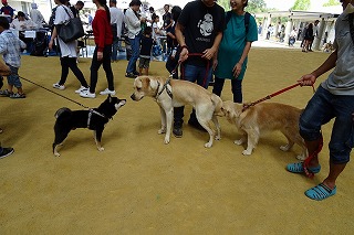 2019.9.22 しが動物フェスティバル54