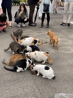 2019.9.22 御縁マーケット＋譲渡会 in 御誕生寺60