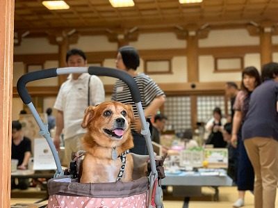 2019.9.22 御縁マーケット＋譲渡会 in 御誕生寺27