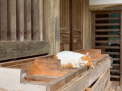 2019.9.22 御縁マーケット＋譲渡会 in 御誕生寺52