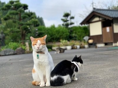 2019.9.22 御縁マーケット＋譲渡会 in 御誕生寺53