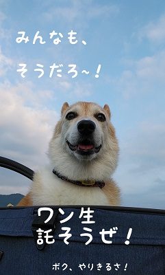 チョロちゃん お写真7