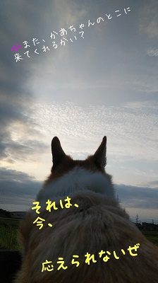 チョロちゃん お写真9