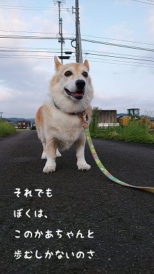 チョロちゃん お写真5