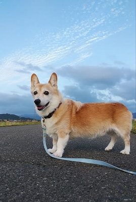 チョロちゃん お写真