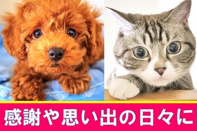 動物慰霊祭|福井ペット火葬 ペット葬儀社 おおぞら