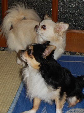 福井県福井市ペット火葬 動物葬儀社 犬